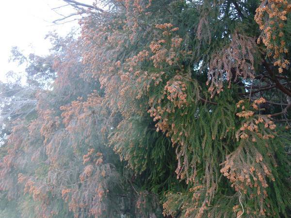 １文字のミスが爆笑を巻き起こす！　「もしかして花粉飛んでる？」と打とうとしたら…