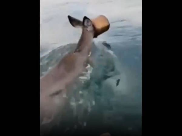 ペンキの缶に顔を突っ込んだまま泳ぐシカ　それを見た男性の行動に称賛の声