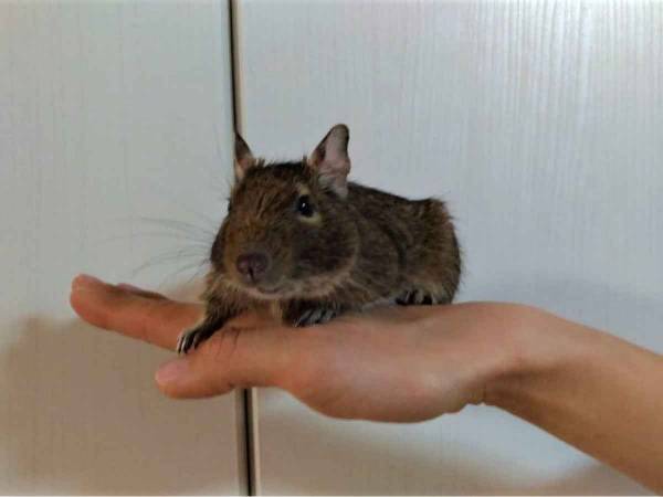デグーが飼い主の所に来たくなる接し方