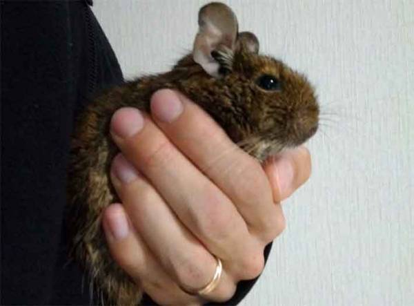 デグーが飼い主の所に来たくなる接し方