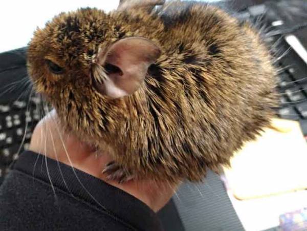 デグーが飼い主の所に来たくなる接し方