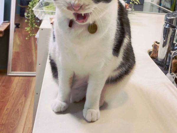 あくびをする猫の『背後に写ったもの』に、爆笑！　「たまらん」「ツボにハマった」