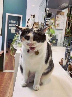 あくびをする猫の『背後に写ったもの』に、爆笑！　「たまらん」「ツボにハマった」