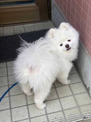 １歳児が散歩に連れて行こうとすると…　愛犬の表情に「笑った」「目が訴えてる」