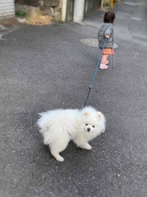 １歳児が散歩に連れて行こうとすると…　愛犬の表情に「笑った」「目が訴えてる」