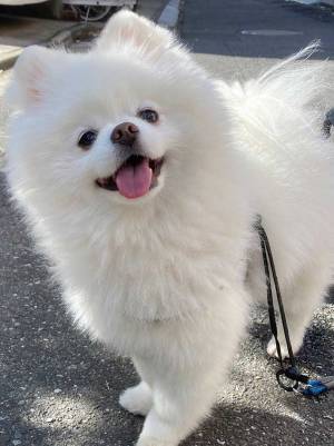 １歳児が散歩に連れて行こうとすると…　愛犬の表情に「笑った」「目が訴えてる」