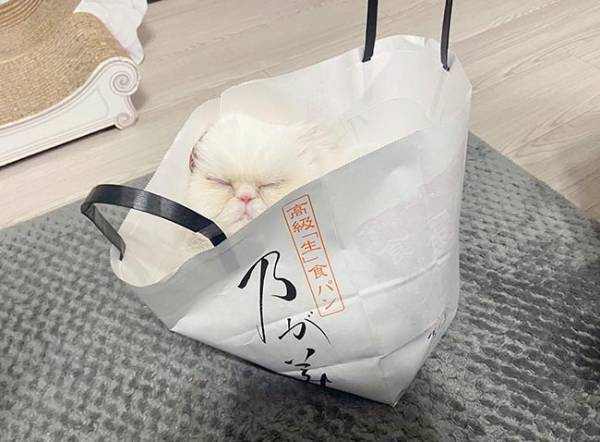 これが『高級食パン』か…？　ちょっと違う写真をご覧ください