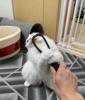 全４枚の写真に吹き出す　『ブラシ断固拒否』な猫の表情が…