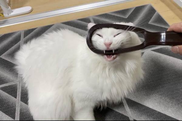 全４枚の写真に吹き出す　『ブラシ断固拒否』な猫の表情が…