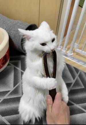 全４枚の写真に吹き出す　『ブラシ断固拒否』な猫の表情が…