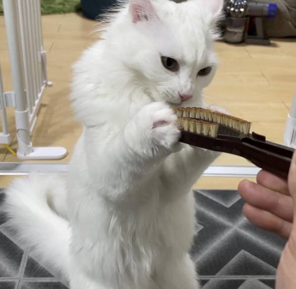 全４枚の写真に吹き出す　『ブラシ断固拒否』な猫の表情が…