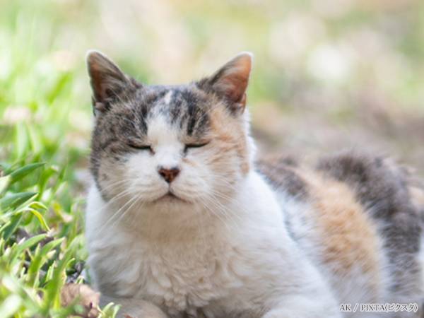 ロート製薬の発表に歓喜　「猫好きにはたまらない」「商品化ありがとう！」