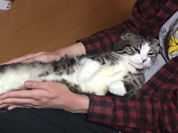 弟「猫の伸ばし方覚えた…！」　そう呼び出され、見てみると？