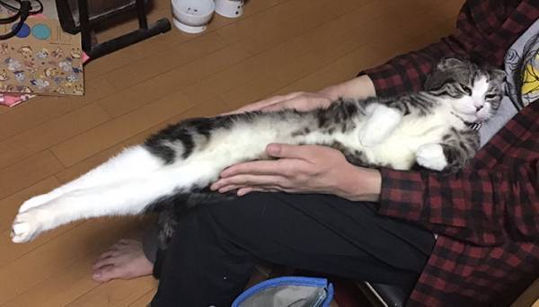 弟「猫の伸ばし方覚えた…！」　そう呼び出され、見てみると？