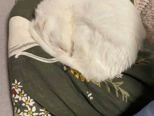 白猫の『寝姿』に驚き！　「きれいすぎる」「どうなってるの！？」