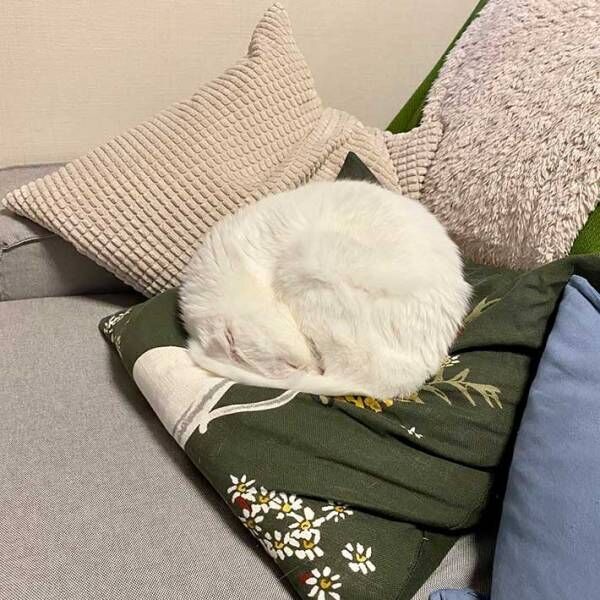 白猫の『寝姿』に驚き！　「きれいすぎる」「どうなってるの！？」
