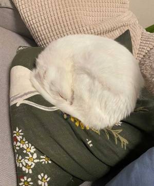 白猫の『寝姿』に驚き！　「きれいすぎる」「どうなってるの！？」