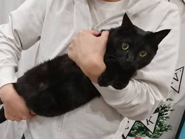 「なぜこうなった」　抱っこされる黒猫の全貌に、吹き出す人が続出