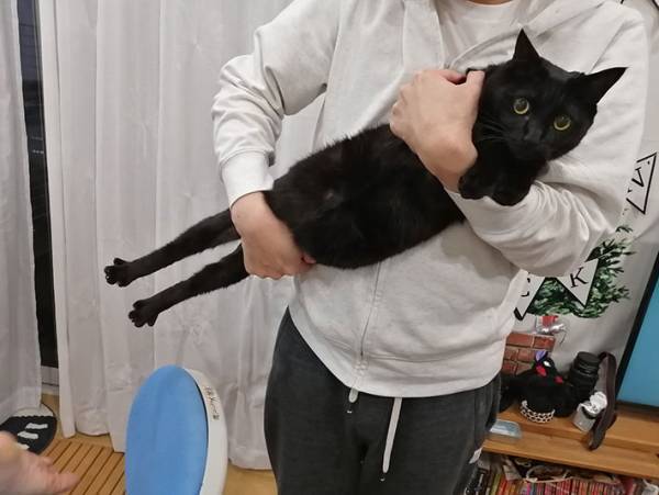 「なぜこうなった」　抱っこされる黒猫の全貌に、吹き出す人が続出