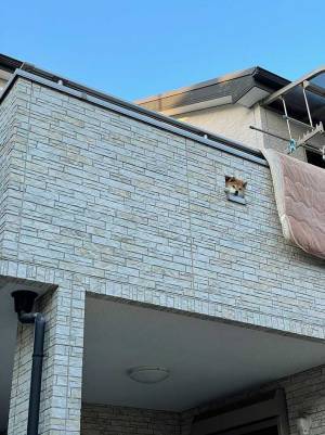 柴犬の『表情』に吹き出す！　「朝から元気出たわ」「笑った」