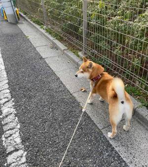 散歩中に『拾い物』をした柴犬に「笑った！」「顔がツボすぎる」