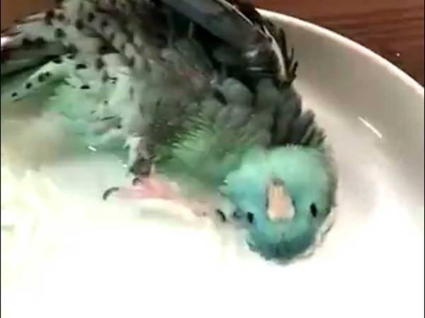 インコの水浴びが独特すぎる！　２７０万回再生された動画がこちらです