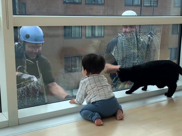 マンションの窓拭きに来た清掃員　すると家の中にいた猫と息子が…？
