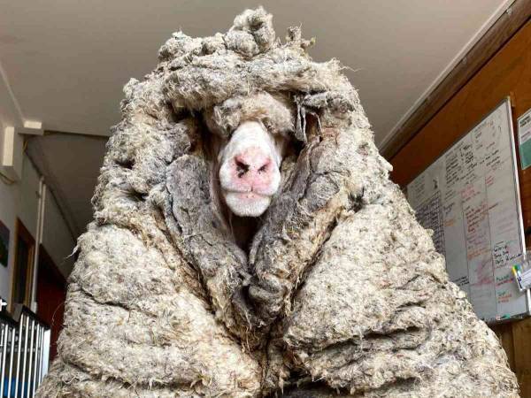 重かったね　森で見つかった毛が伸びすぎたヒツジ　刈り取った毛の量にびっくり