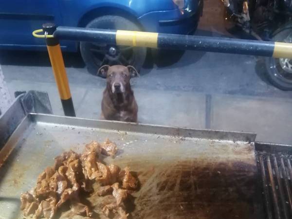 「彼らは最高のお客さん」　野良犬に食事をあげ続けるレストランに称賛の声