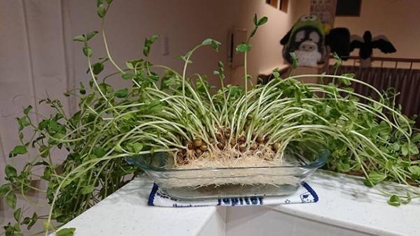 スーパーで買った豆苗が…？　５万人が吹き出した写真がこちら