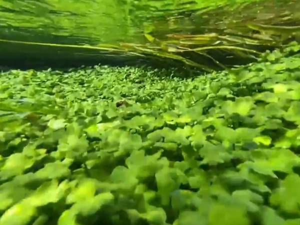 水草が群生する川の中をのぞくと？　「ずっと見ていたい」「心が浄化されるよう」