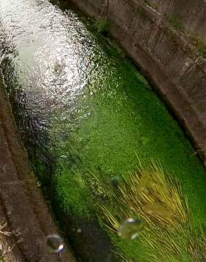 水草が群生する川の中をのぞくと？　「ずっと見ていたい」「心が浄化されるよう」
