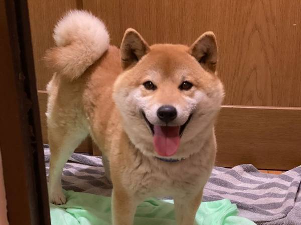 ニコニコ顔の柴犬　お風呂に入れられた途端？　「笑った」「分かりやすい」