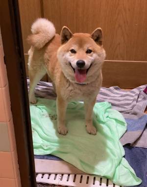 ニコニコ顔の柴犬　お風呂に入れられた途端？　「笑った」「分かりやすい」