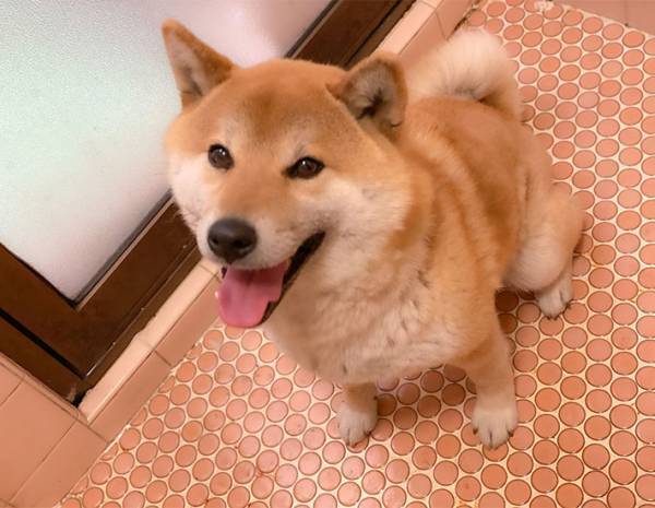 ニコニコ顔の柴犬　お風呂に入れられた途端？　「笑った」「分かりやすい」