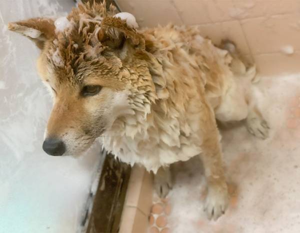 ニコニコ顔の柴犬　お風呂に入れられた途端？　「笑った」「分かりやすい」