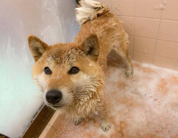 ニコニコ顔の柴犬　お風呂に入れられた途端？　「笑った」「分かりやすい」