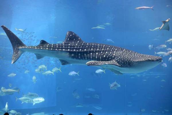 「飛行機に子供ができてた！」　那覇空港での１枚が「最高の光景」と話題に