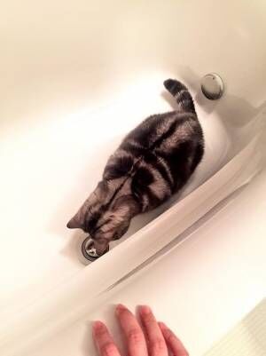 「これなんだ…？」　猫がお風呂で発見したモノに吹き出す