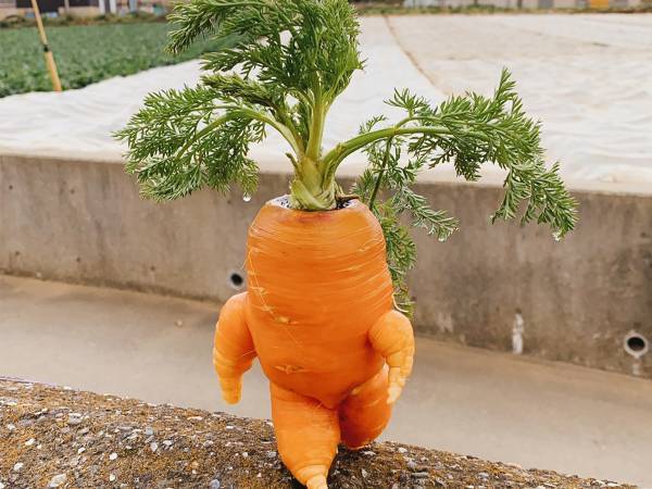 畑で収穫された『ヤバいニンジン』　ネット上で盛り上がった理由とは