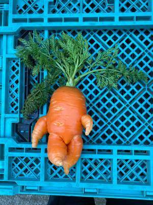 畑で収穫された『ヤバいニンジン』　ネット上で盛り上がった理由とは