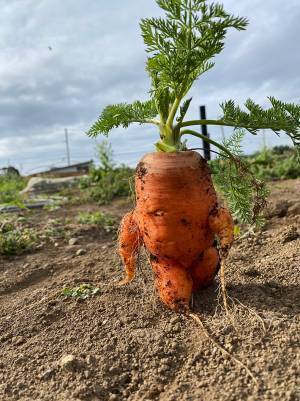 畑で収穫された『ヤバいニンジン』　ネット上で盛り上がった理由とは