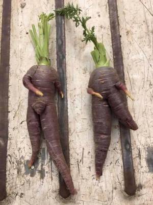 畑で収穫された『ヤバいニンジン』　ネット上で盛り上がった理由とは