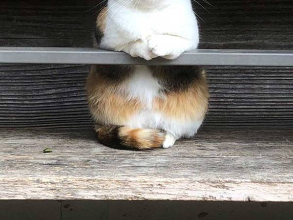 バーを経営する猫？　その姿に７万人が「行きたい！」「常連になるレベル」