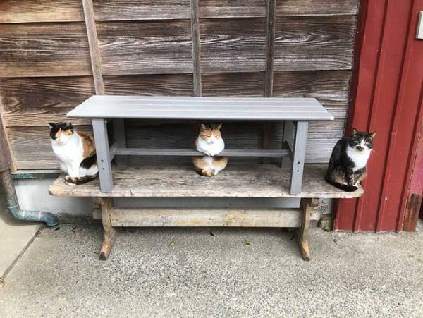 バーを経営する猫？　その姿に７万人が「行きたい！」「常連になるレベル」