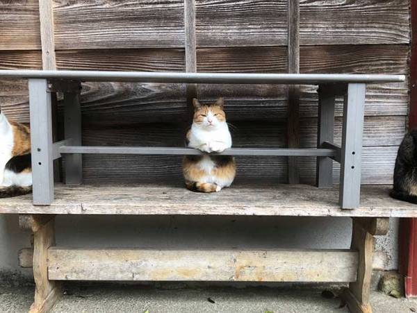 バーを経営する猫？　その姿に７万人が「行きたい！」「常連になるレベル」