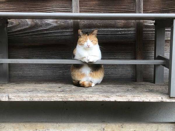 バーを経営する猫？　その姿に７万人が「行きたい！」「常連になるレベル」