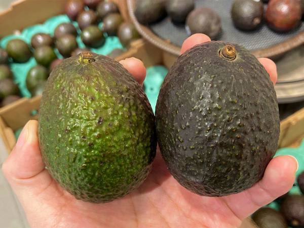 どっちが食べ頃？　失敗しない『アボカドの選び方』に反響　「コレは良い情報」「早速試す」