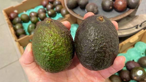 どっちが食べ頃？　失敗しない『アボカドの選び方』に反響　「コレは良い情報」「早速試す」