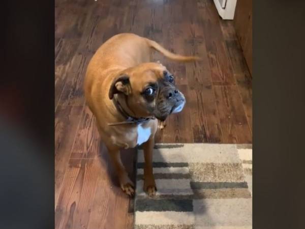 アレがどうしても動いちゃう　飼い主が振り向くとフリーズする犬に吹き出す